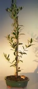 Flowering and Fruiting Arbequina Olive Bonsai Tree Coil Trunk Style (arbequina)