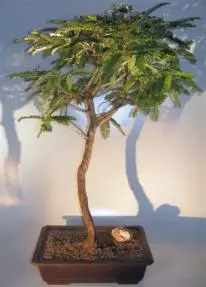 Flowering Tamarind Bonsai Tree (tamarindus indica)