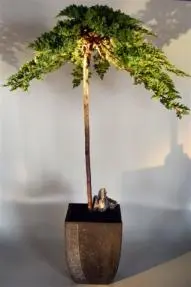 Juniper Bonsai Tree Tower Style - Trained Large (juniper procumbens nana)