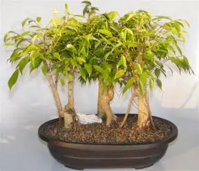 Ficus Midnight Bonsai Tree 3 Tree Style with Exposed Roots (Ficus 'Orientalis')