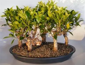 Ficus Retusa Bonsai Tree 5 Tree Group (ficus retusa)