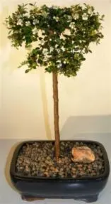 Chinese Elm Bonsai Tree Straight Trunk (ulmus parvifolia)