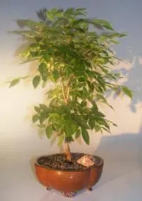 Japanese Zelkova Bonsai Tree (Zelkova serrata)