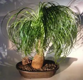 Ponytail Palm Bonsai Tree (beaucamea recurvata)