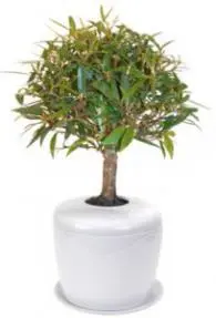 Willow Leaf Ficus Bonsai Tree (ficus nerifolia/salisafolia) and Porcelain Ceramic Cremation Urn with Matching Humidity / Drip Tray