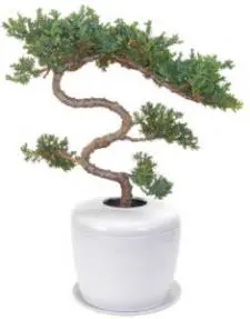Trained & Tiered Juniper Tree (juniper procumbens "nana") and Porcelain Ceramic Cremation Urn with Matching Humidity / Drip Tray