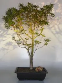 Dwarf Japanese Maple Bonsai Tree (acer palmatum 'Taro yama')