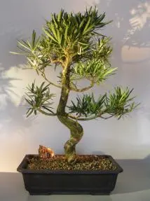 Flowering Podocarpus Bonsai Tree Curved Trunk Style (podocarpus macrophyllus)