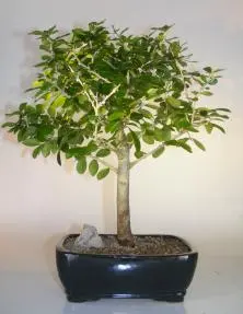 Flowering & Fruiting Tintillo Bonsai Tree (Randia aculeata)