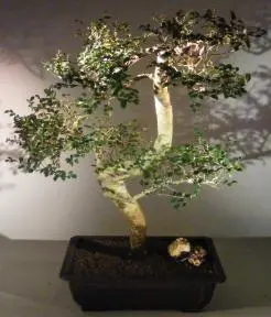 Chinese Elm Bonsai Tree Curved Trunk Style (ulmus parvifolia)
