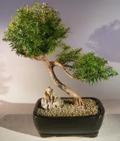 Japanese Yew Bonsai Tree Slanting Style (taxus baccata)