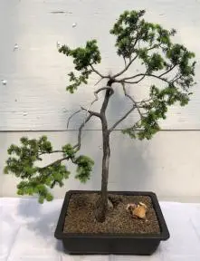Scotch (Scots) Pine Bonsai Tree Trained in Jin Style (pinus sylvestris 'tabulaeformis')