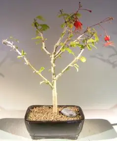 Flowering Hibiscus Bonsai Tree - Red Chinese Lantern (hibiscus grandidieri)