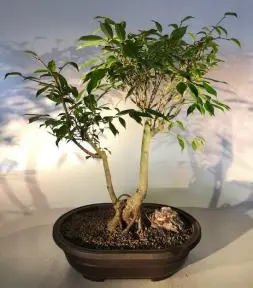 Oriental Ficus Bonsai Tree Exposed Root Style (ficus orientalis)