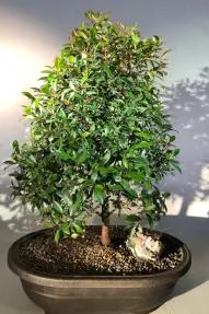 Flowering Brush Cherry Bonsai Tree Christmas Tree Style (eugenia myrtifolia)
