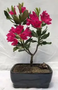 Flowering Rhododendron Bonsai Tree (rhododendron'Nova Zembla')
