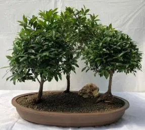 Flowering Brush Cherry Bonsai Tree Three (3) Tree Forest Group (eugenia myrtifolia)