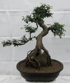 Chinese Elm Bonsai Tree Curved Trunk & Root Over Rock Style (ulmus parvifolia)