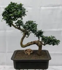 Flowering Fukien Tea Bonsai Tree Semi Cascade & Curved Trunk (ehretia microphylla)