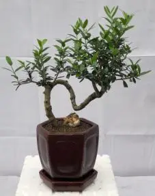 Flowering & Fruiting European Olive Bonsai Tree Coiled Trunk Style(olea europaea "little ollie")