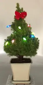 Dwarf Alberta Spruce Bonsai Tree With Christmas Lights (picea glauca conica)