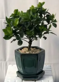 Flowering Gardenia Bonsai Tree - Medium Braided Trunk Style (jasminoides miami supreme)