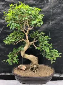 Flowering Ligustrum Bonsai Tree Curved Trunk & Tiered Branching Style(Ligustrum Lucidum)