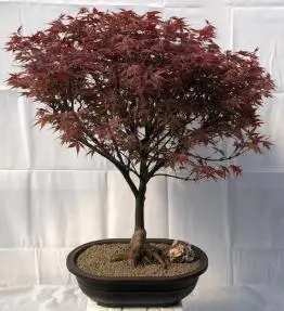 Japanese Red Maple Bonsai Tree (acer palmatum 'Rhode Island Red)