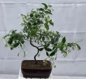Flowering White Jasmine Bonsai Tree - Curved Trunk Style (trachelospermum jasminoides)
