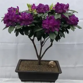 Flowering Purple Passion Rhododendron Bonsai Tree (Rhododendron 'Purple Passion')