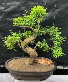Flowering Ligustrum Bonsai TreeCurved Trunk & Tiered Branching Style(Ligustrum Lucidum)