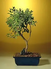 Texas Sage Bonsai Tree (leucophyllum frutescens)