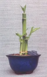 Lucky Bamboo Bonsai Tree - Medium (Dracena Sanderiana)
