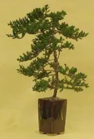 Coast - 18"