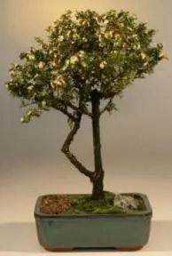 Flowering Bahama Berry Bonsai Tree (Nashia Inaguanesis)