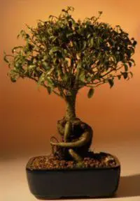 Ficus Bonsai Tree Too Little- Exposed Roots - Large (ficus benjamina too little)
