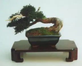 Preserved Bonsai Tree - 8" x 6" x 6"