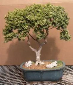 Japanese Kingsville Boxwood - 22" x16" x 24" (buxus microphylla "compacta")