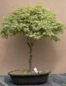Japanese Greenleaf Maple Bonsai Tree - 36" x36" x 46" (acer palmatum)