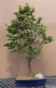 Golden Hinoki Cypress - 18" x 18" x 32" (chamecyparis obtusa compacta "aurea")