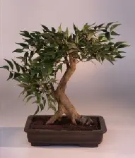 Artificial Ficus Bonsai Tree 19"x17"x19"