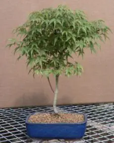 Japanese Green Maple Bonsai Tree - 13" x 12" x 19" (Corallinum 'nana')