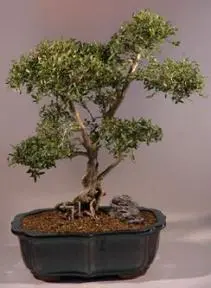 Chinese Flowering White Serissa - Bonsai Tree of a Thousand Stars - 19"x15"x23" (serissa japonica)