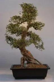 Japanese Maple Bonsai Tree - Double Trunk - 20"x15"x22" (acer palmatum)