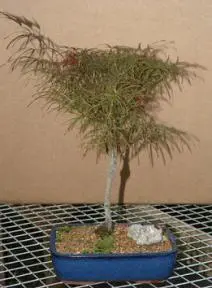Japanese Red Maple Bonsai Tree - 17"x14"x19" (acer palmatum dissectum 'Red Filigree Lace')