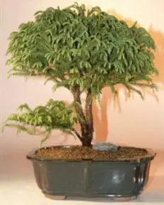 Dwarf Japanese Cedar - 17"x16"x21" (cryptomeria japonica 'globosa nana')