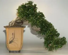 Chinese Elm Bonsai Tree - Semi Cascade - 21"x13"x19" (ulmus parvifolia)
