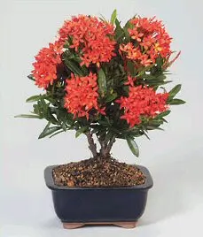 Jungle Flame Geranium Bonsai Tree (ixora javanica)
