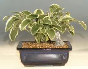 Dwarf Hosta ('little wonder')