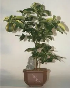 Lemon Bonsai Tree - 19"x17"x28" (meyer lemon)